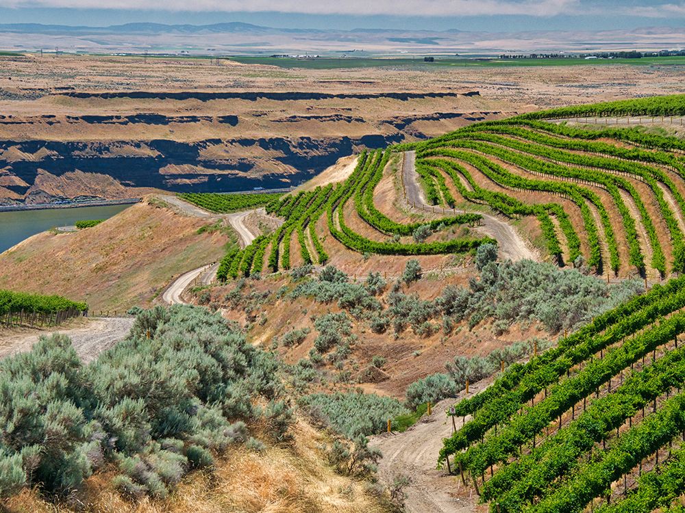 A vineyard carved out of a steep-south-facing slope by the Columbia River-Horse Heaven Hills-WA